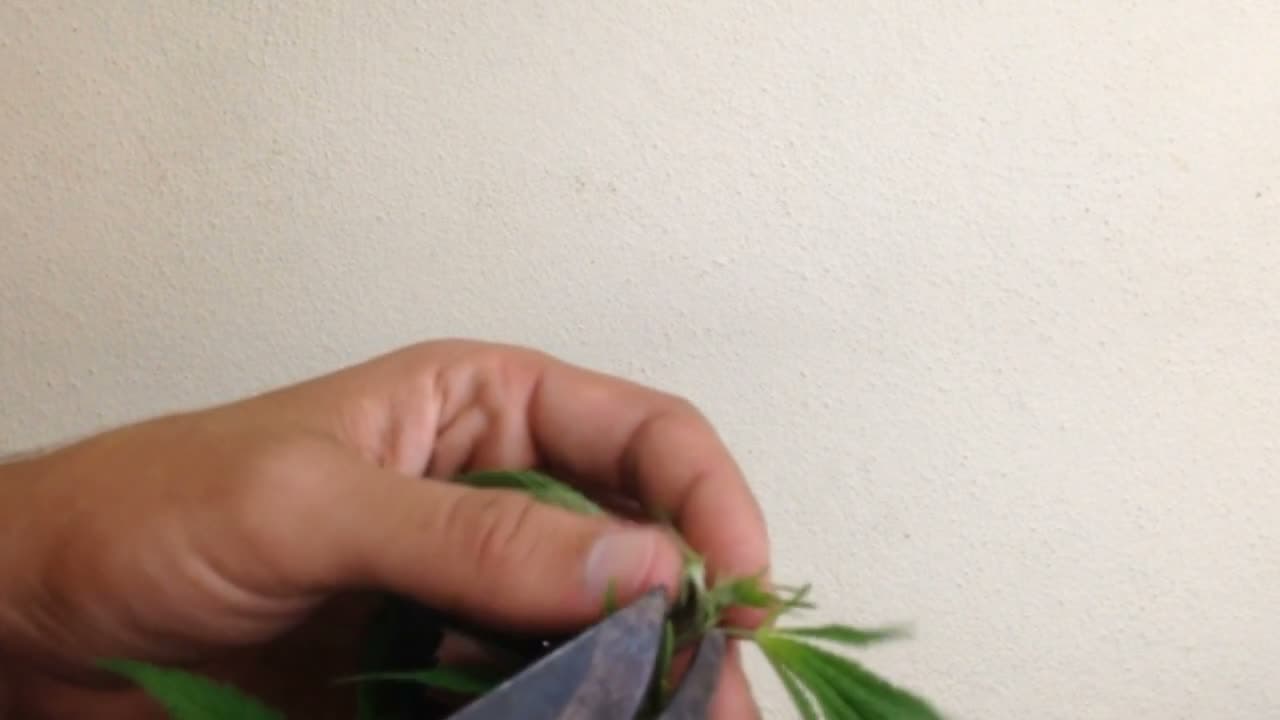 Cultivo Indoor de Plantas Medicinais - Jean Silva