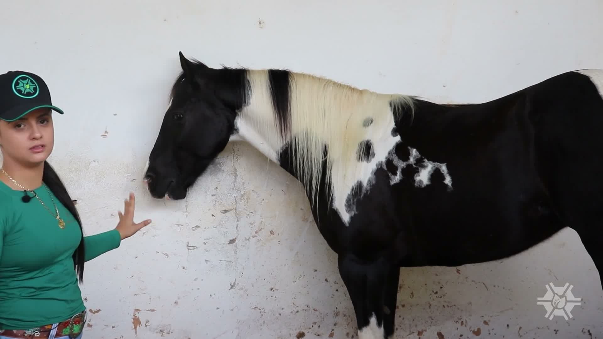 Manejo de Equinos